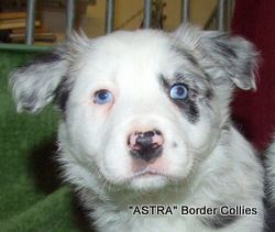 Blue Merle Male border collie puppy